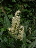 Restpartij Prunus laurocerasus Otto Luyken  € 100, Ophalen of Verzenden, Laurier, Haag, Minder dan 100 cm