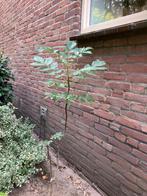 Jonge Walnotenboom - 1.5m, Tuin en Terras, Planten | Bomen, Bloeit niet, Overige soorten, 100 tot 250 cm, Ophalen