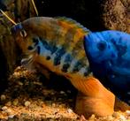 Mooie rustige kweekgroep/kweekkoppel cichliden, Dieren en Toebehoren, Vissen | Aquariumvissen, Vis, Zoetwatervis