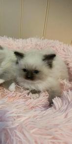 Ragdoll kittens nog 2 katertjes, Dieren en Toebehoren, Katten en Kittens | Raskatten | Langhaar, Meerdere dieren, Gechipt, 0 tot 2 jaar