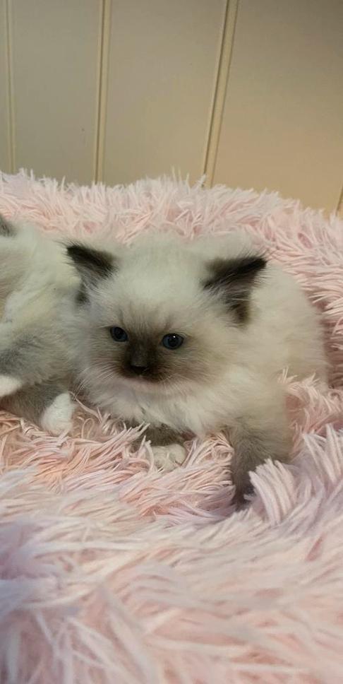 Ragdoll kittens nog 2 katertjes, Dieren en Toebehoren, Katten en Kittens | Raskatten | Langhaar, Meerdere dieren, 0 tot 2 jaar