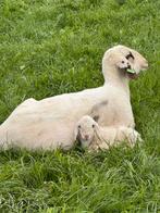 Brilschapen, Dieren en Toebehoren, Schapen, Geiten en Varkens, Vrouwelijk, Schaap, 0 tot 2 jaar