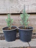 stekken pinus pinea, Ophalen, Zomer, Overige soorten, Volle zon