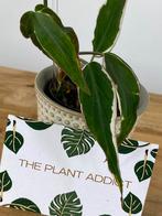 Philodendron Micans Halo Variegata, Ophalen of Verzenden, Halfschaduw, Minder dan 100 cm