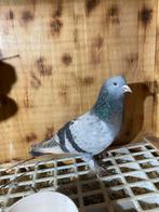 Takla duiven, Dieren en Toebehoren, Vogels | Duiven, Meerdere dieren, Postduif