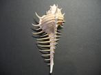 Schelpen: Murex djarianensis poppei  Houart, 1979., Ophalen of Verzenden, Schelp(en)