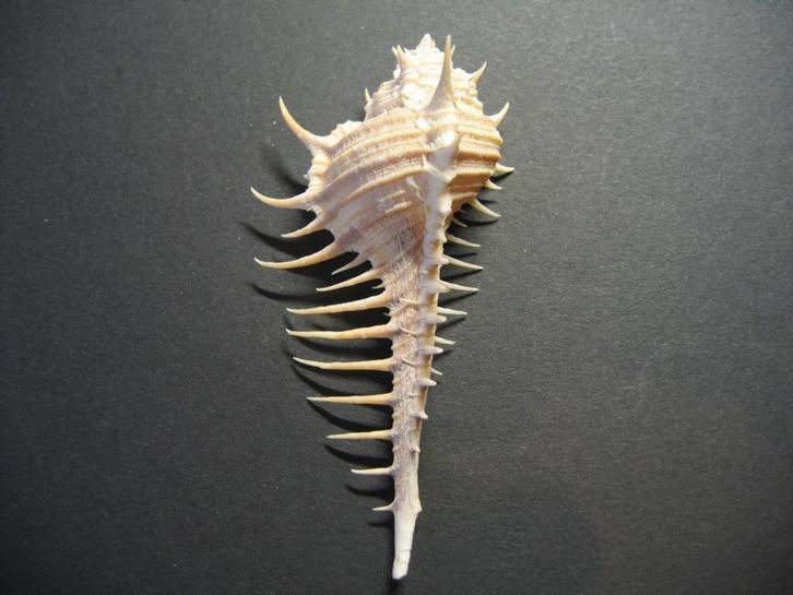Schelpen: Murex djarianensis poppei  Houart, 1979., Verzamelen, Mineralen en Fossielen, Schelp(en), Ophalen of Verzenden