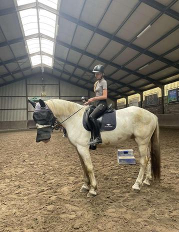 Verzorg pony GEZOCHT beschikbaar voor biedingen