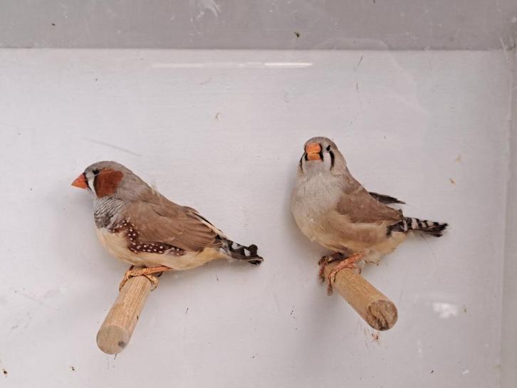 Koppel zebravinken bruin, Dieren en Toebehoren, Vogels | Overige Vogels, Tropenvogel, Meerdere dieren, Geringd