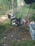 Bonte leghorn haan