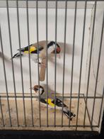 Majoor putters, Dieren en Toebehoren, Meerdere dieren, Wildzangvogel