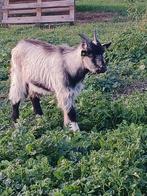Bokken, Dieren en Toebehoren, Schapen, Geiten en Varkens, Mannelijk, Geit