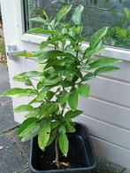 Kaffir Limoen Plant 2 jaar oud, Tuin en Terras, Planten | Fruitbomen, Ophalen, Minder dan 100 cm, In pot, Citroenboom
