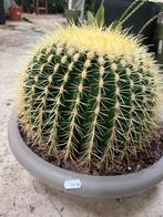 Echinocactus – 40 cm, Huis en Inrichting, Kamerplanten, Ophalen