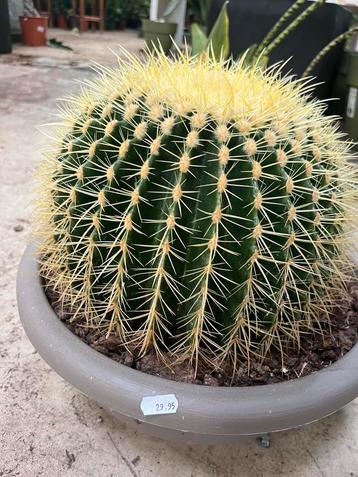 Echinocactus – 40 cm beschikbaar voor biedingen