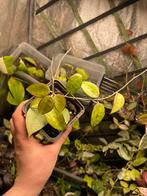Hoya black margin, Ophalen of Verzenden, Overige soorten, Minder dan 100 cm