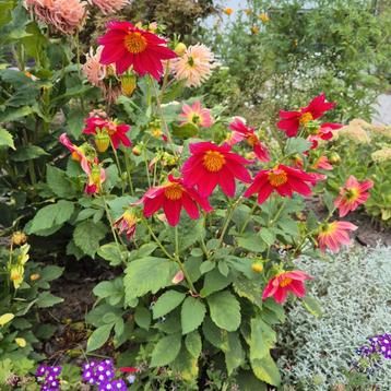 Dahlia Knol Rood Enkelbloemig coccinea Victoriana biologisch beschikbaar voor biedingen