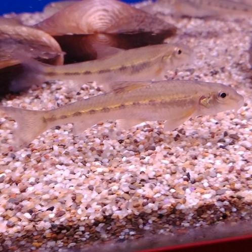 Gobio gobio, Dieren en Toebehoren, Vissen | Aquariumvissen, Vis