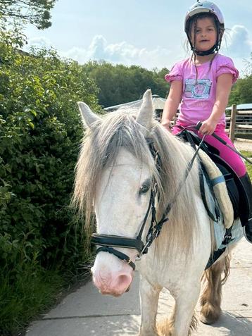 Pony uur les beschikbaar voor biedingen