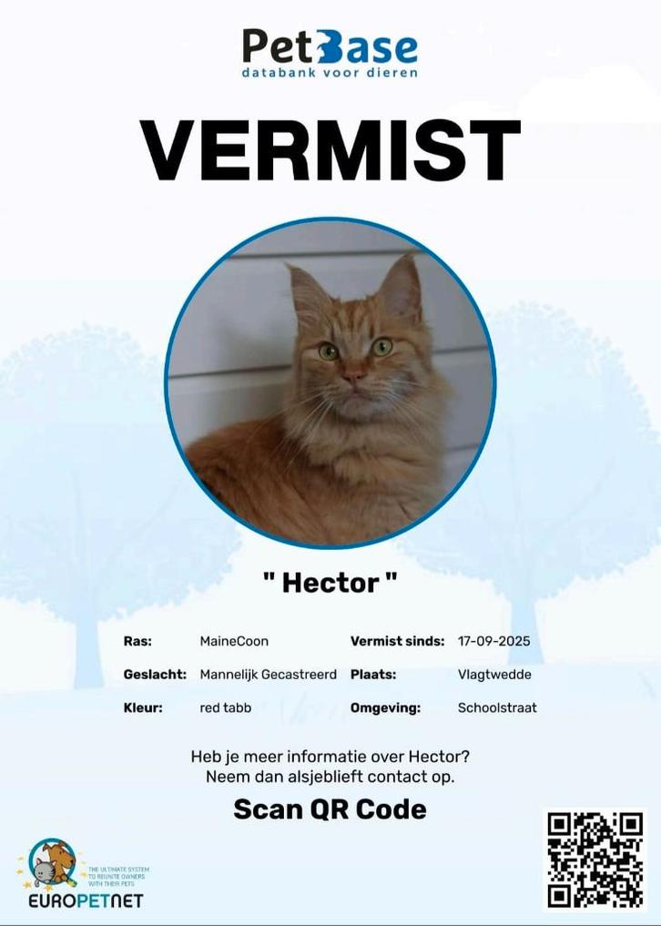 VERMIST: MAINE COON, Dieren en Toebehoren, Katten en Kittens | Raskatten | Langhaar, Kater, 3 tot 5 jaar, Gechipt