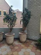 2 Grote Decoratieve Nep Planten - 2 Meter Hoog, Tuin en Terras, Kunststof, 100 cm of meer, Ophalen of Verzenden, Zo goed als nieuw