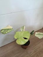 Monstera White Monster Mint - Nieuw Blad!, Overige soorten, In pot, Minder dan 100 cm, Groene kamerplant