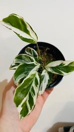 Calathea ‘white fusion’ p9, Groene kamerplant, Ophalen of Verzenden, Overige soorten, Minder dan 100 cm