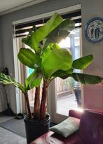 Zeer grote xxl bananenboom 4 in bak., Ophalen, Volle zon, Overige soorten, 100 tot 250 cm