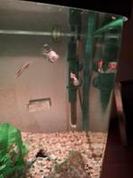 GRATIS ongeveer 10 guppys man en vrouw. Moeten snel weg, Vis