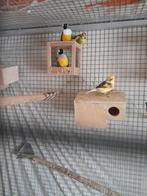 Een   mooi    koppel    goulds   amadines, Dieren en Toebehoren, Meerdere dieren, Tropenvogel