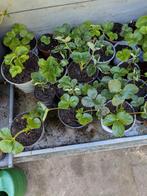 Aardbei plantjes, Ophalen of Verzenden, Eenjarig, Groenteplanten, Volle zon