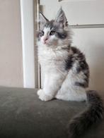 Schitterende Stamboom Maine Coon katers beschikbaar, Dieren en Toebehoren, Katten en Kittens | Raskatten | Langhaar, Meerdere dieren