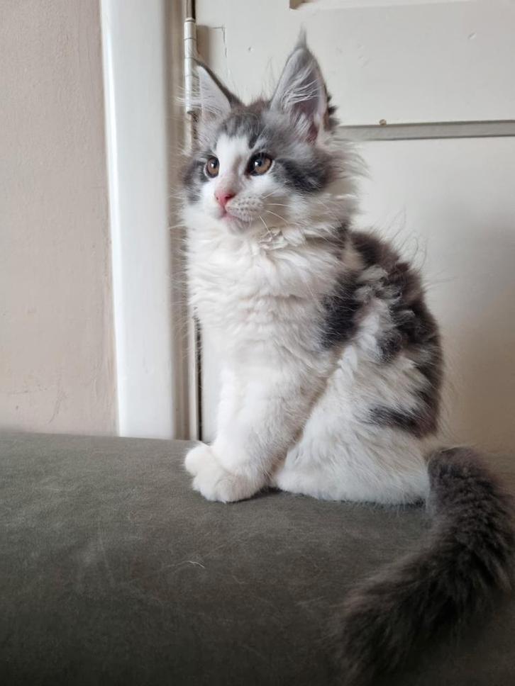 Schitterende Stamboom Maine Coon katers beschikbaar, Dieren en Toebehoren, Katten en Kittens | Raskatten | Langhaar, Meerdere dieren