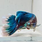 Betta splendens man 09, Vis