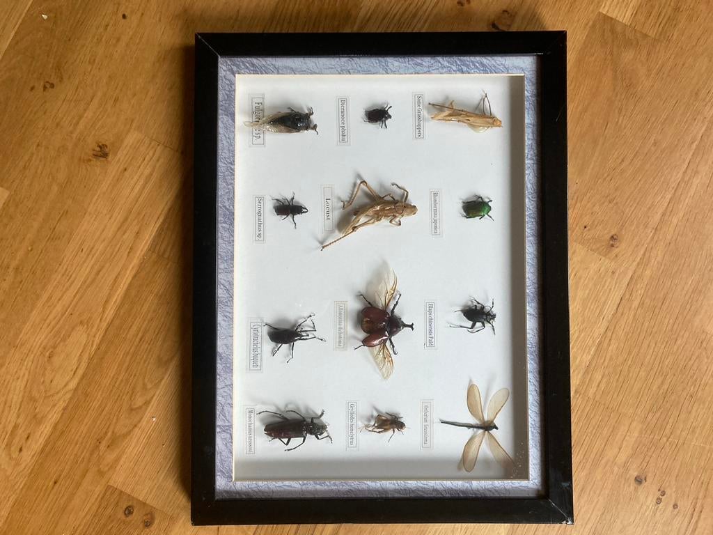 Ingelijste Collectie van Insecten, Verzamelen, Dierenverzamelingen, Ophalen of Verzenden, Zo goed als nieuw, Insect, Overige typen