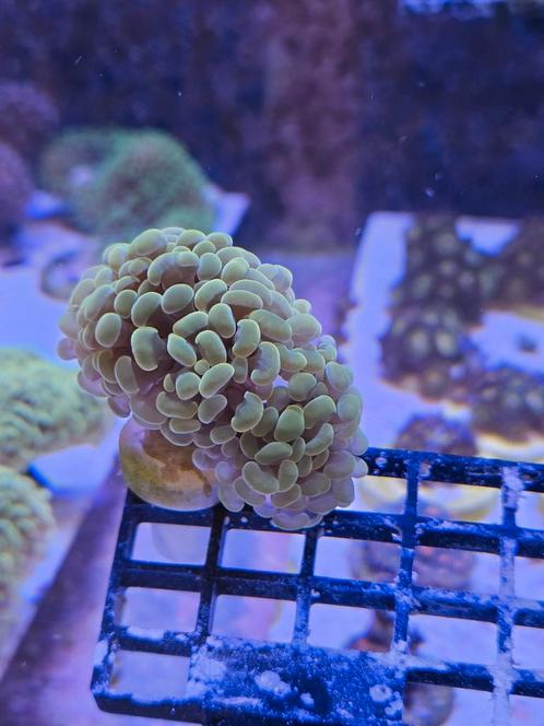 Gouden hamer koraal stekken Aanbieding, Dieren en Toebehoren, Vissen | Aquariumvissen, Overige typen