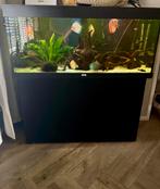 Juwel rio 240, Ophalen of Verzenden, Zo goed als nieuw, Leeg aquarium