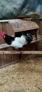 Te koop een lakenvelder haan groot een jaar oud, Dieren en Toebehoren, Pluimvee, Mannelijk, Kip