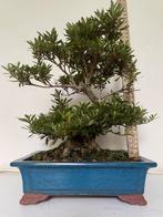 Bonsai rhododendron indicum korin shohin, Ophalen of Verzenden
