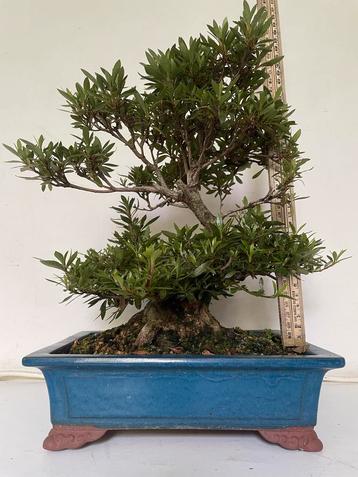 Bonsai rhododendron indicum korin shohin beschikbaar voor biedingen