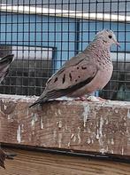 Musduif doffers, Dieren en Toebehoren, Mannelijk