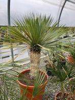 Yucca rostrata, Tuin en Terras, Planten | Tuinplanten, Zomer, Overige soorten, Ophalen, Volle zon