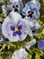 Zaden Grootbloemige Viool mix Alpha Marina & Matrix Lavendel, Verzenden, Najaar, Volle zon, Zaad