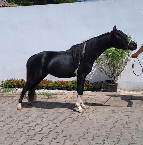 PRACHTIG MINI PAARDJE TER DEKKING 1e PREMIE AMHR / NMPRS, Dieren en Toebehoren, Paarden en Pony's | Dekhengsten en Fokmerries