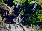 Maanvissen (Jonge) Pterophyllum scalare, Dieren en Toebehoren, Vissen | Aquariumvissen, Vis, Zoetwatervis