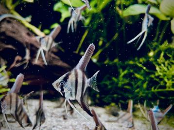 Maanvissen (Jonge) Pterophyllum scalare beschikbaar voor biedingen