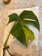 Monstera aurea stek, Huis en Inrichting, Ophalen of Verzenden, Overige soorten, Minder dan 100 cm