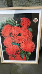 Kunst Foto Fayalobie ( Vurige liefde )Surinaamse Bloem, Antiek en Kunst, Ophalen of Verzenden