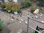 Sierduiven, Dieren en Toebehoren, Vogels | Duiven, Meerdere dieren, Overige soorten