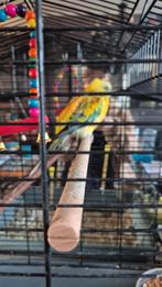 Roodrug parkiet, Vrouwelijk, Parkiet